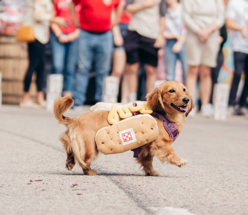 The Wiener Dog Race