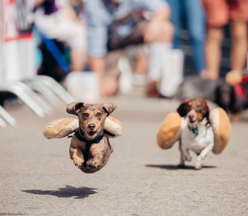 The Wiener Dog Race